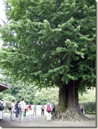 定谷口の公孫樹（じょうやぐちのいちょう）。推定樹齢600年で町内一の太さを誇るイチョウです。周りの人と比べるとその大きさがわかります。