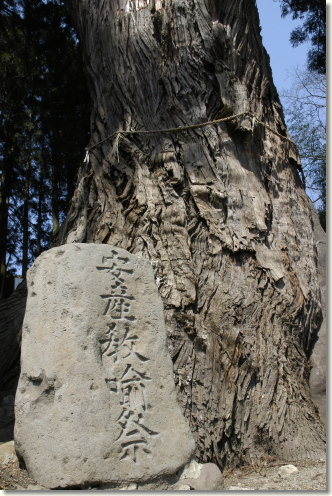 平沢弥陀の杉